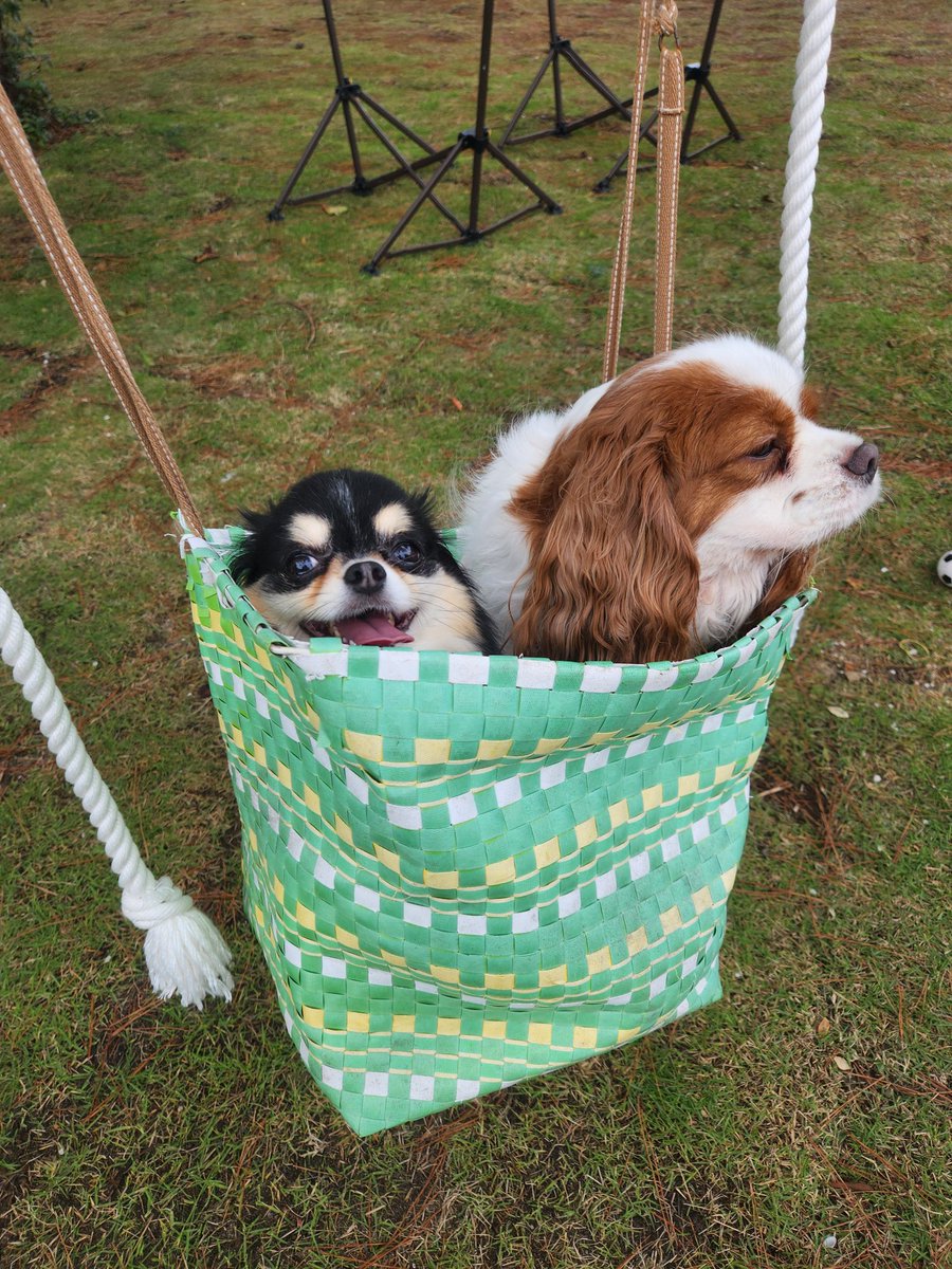 DQ10ryu's tweet photo. キャバリアクラブのお友達と一緒にドッグラン行ってきた。
犬用ブランコに揺れる2匹🫶 https://t.co/DObrx46hRF