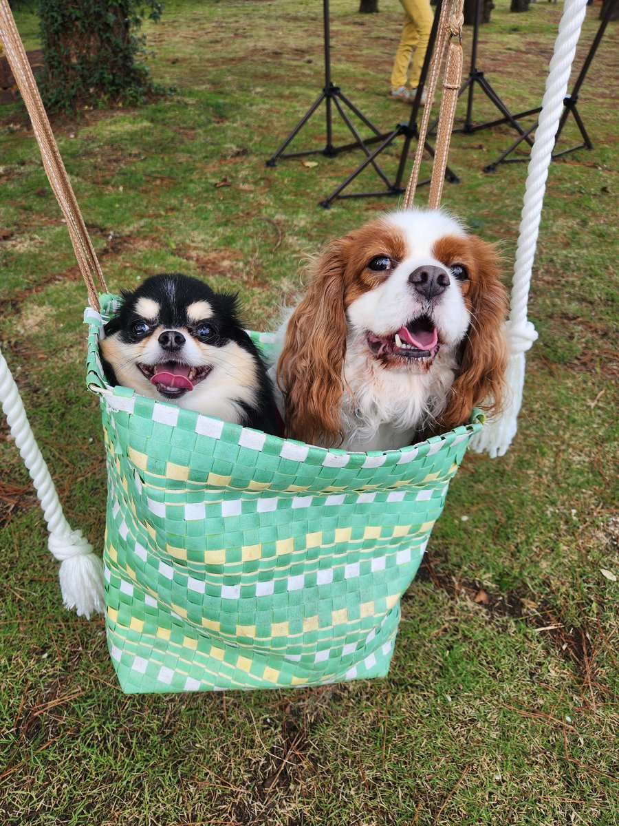 DQ10ryu's tweet photo. キャバリアクラブのお友達と一緒にドッグラン行ってきた。
犬用ブランコに揺れる2匹🫶 https://t.co/DObrx46hRF