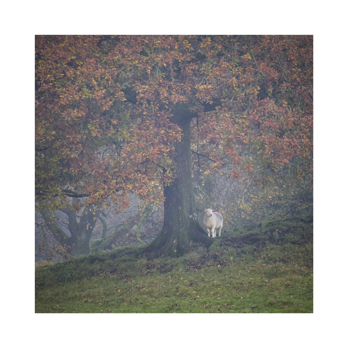 Quintessentially Lakeland 

#LakeDistrict #NaturePhotograhpy