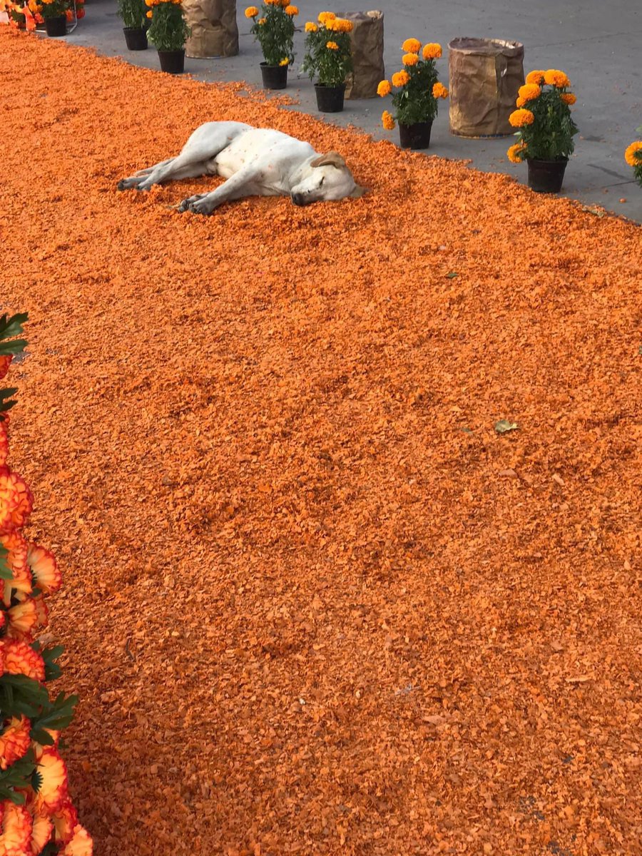 Perritos que curan tu depresión 🐶 (@perritos_qctd) on Twitter photo 