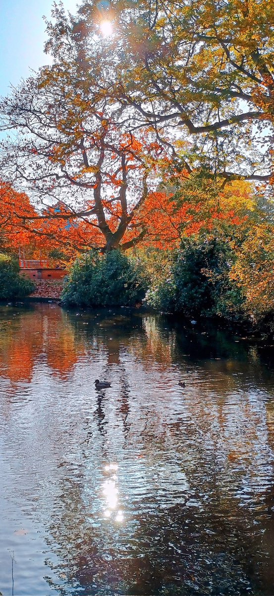 Perfect day for a walk to see the Autumn colours on show at the beautiful Sefton Park today. ❤️ <a href="/ILoveSeftonPark/">The Friends of Sefton Park</a> #LoveLiverpool