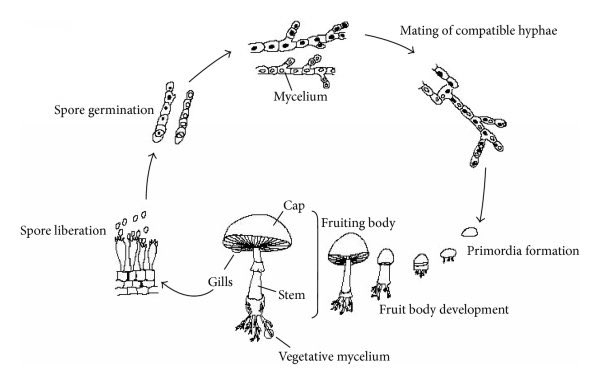 lempe808's tweet image. Certain fungi can create their own “wind” to disperse spores. The common mushroom (Agaricus bisporus) releases water vapor, increasing humidity and cooling the air around it. This process generates a tiny airflow that helps spores spread, even in still air.