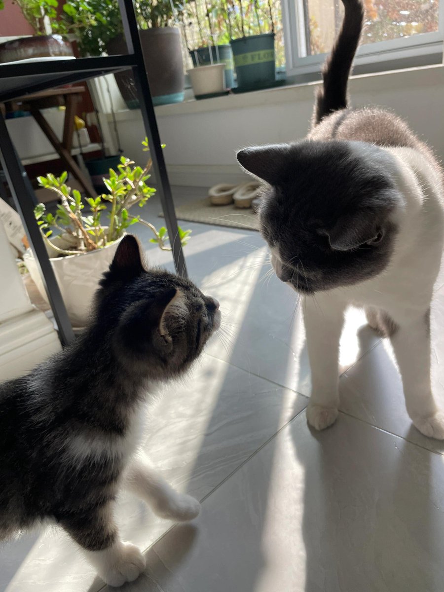 trant_d's tweet image. This is my friend&apos;s pet cat. I often come to play with them on weekends.