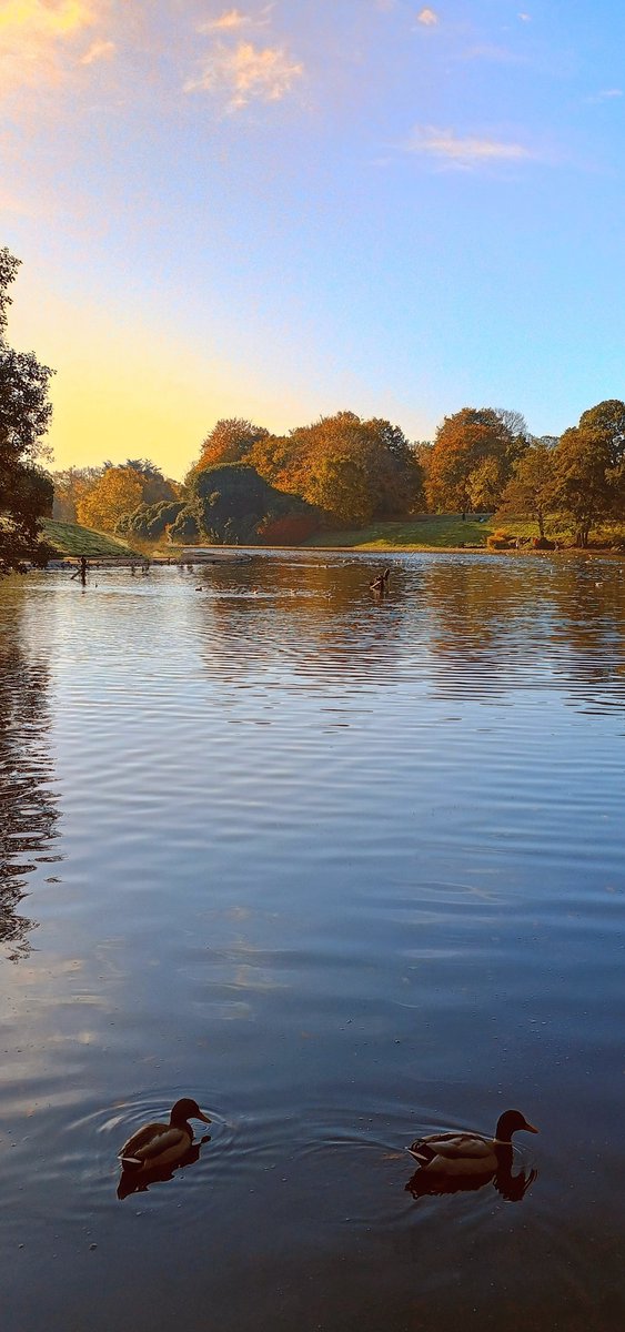 Autumn sunshine over the lake at the beautiful Sefton Park. ❤️ <a href="/ILoveSeftonPark/">The Friends of Sefton Park</a> #LoveLiverpool