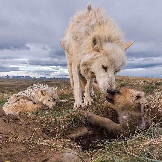 Aile olalım demişsin… olalım