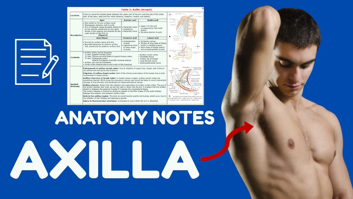 AnatomyDecoded's tweet photo. Learn Anatomy of Axilla from Anatomy Decoded Upper Limb Notes👇
https://t.co/eBIxXKdwaa https://t.co/hN0EJgAAi9