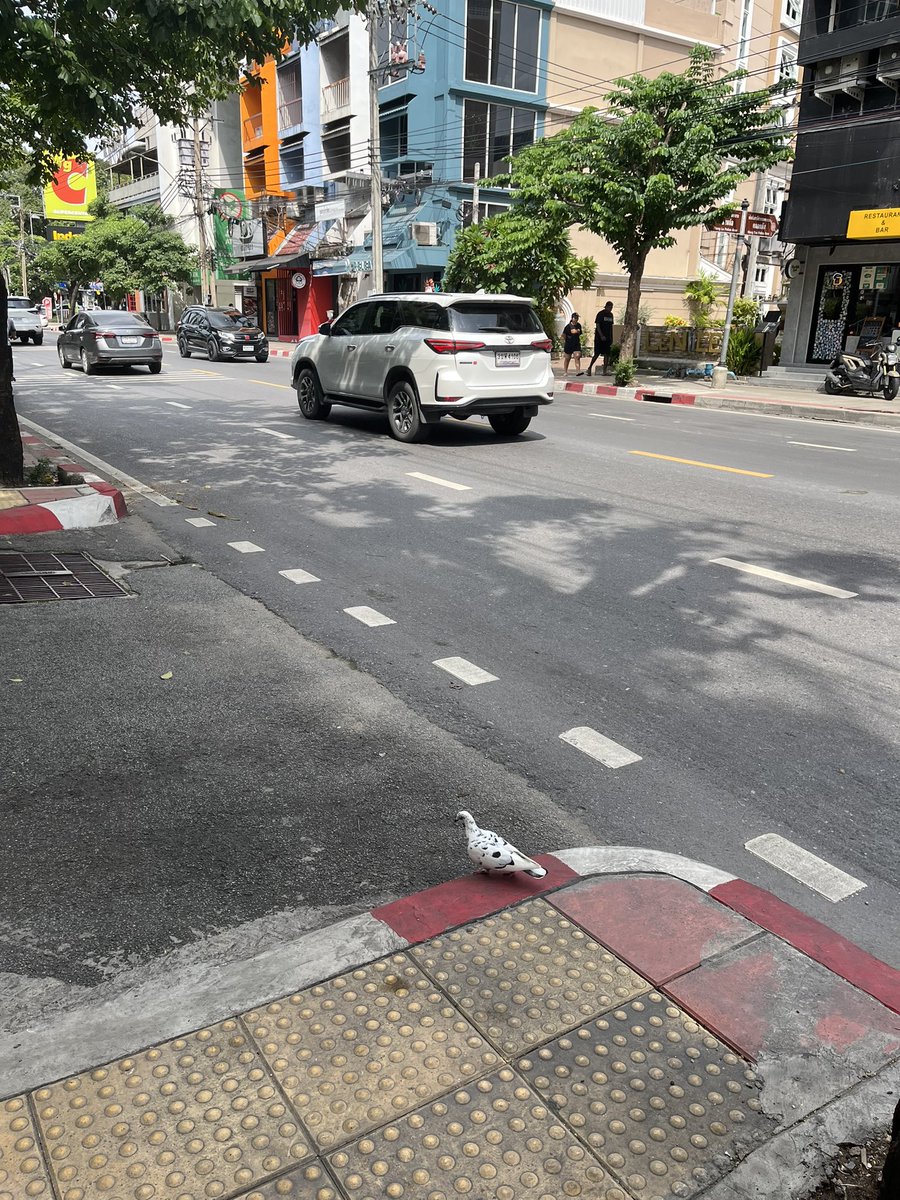 What a beautiful bird