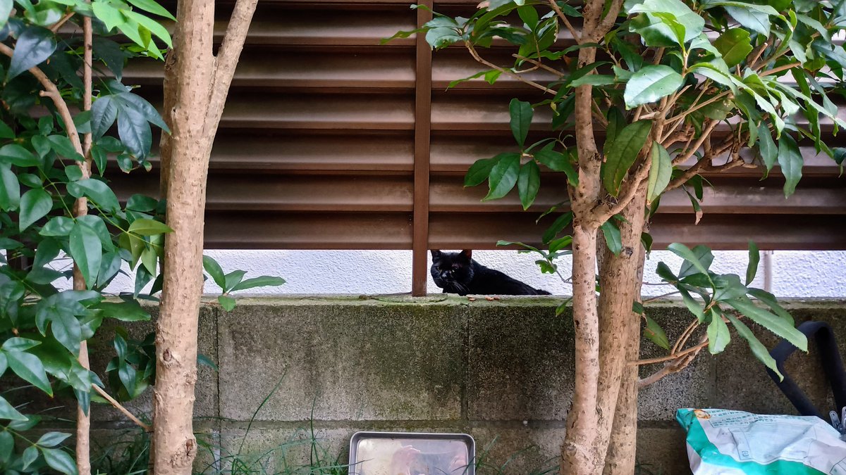 三毛も最近捕獲されてしまい、近辺に残る野良はもはやこのクロだけに。
お隣さん宅の裏の室外機上が好みのポジションらしく。
寝室のデスクからはいつも拝められるポジションでもあります。
上手く生き残っておくれ。