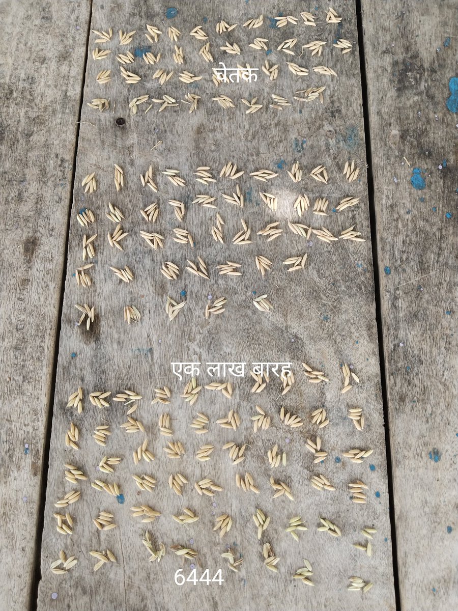 धान का उत्पादन
<a href="/TrimurtiSeeds/">TriMurti Seeds</a>