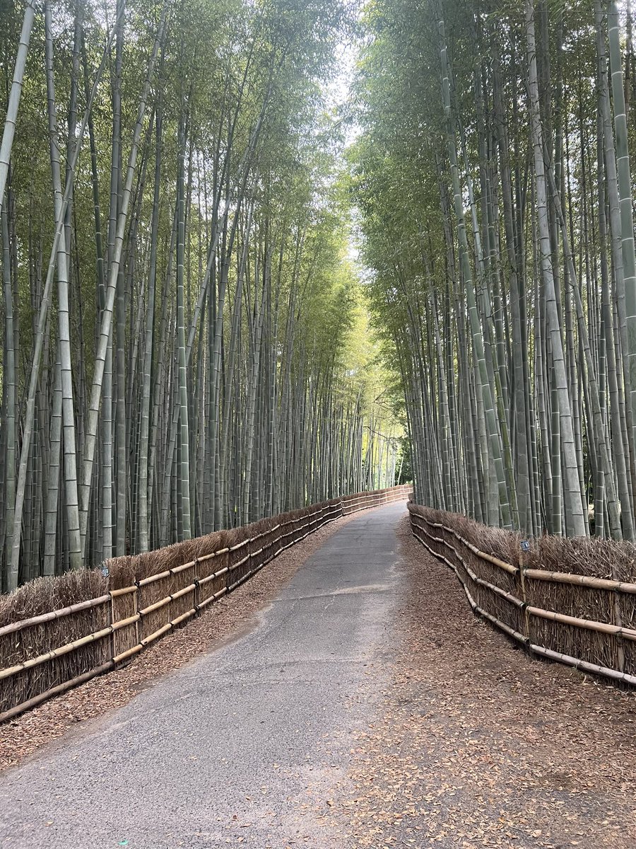 今日は選挙からの知多の竹林へ。意外に近かった(^^)。