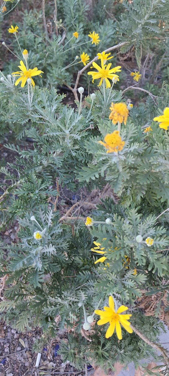 #8Yıl 2625. Gün 

“Disiplin olmadan, ne kadar yetenekli olursanız olun, bir hiçsiniz. “ - Mike Tyson 

#SağlıklıYaşamYürüyüşü'müzün kesintisiz 2625.gününü #Adana #Yüreğir #YaşarKemalYürüyüşParkuru 'nda yürüdük.#Seyhan
#Yürüyüş #Sağlık
#Pazar