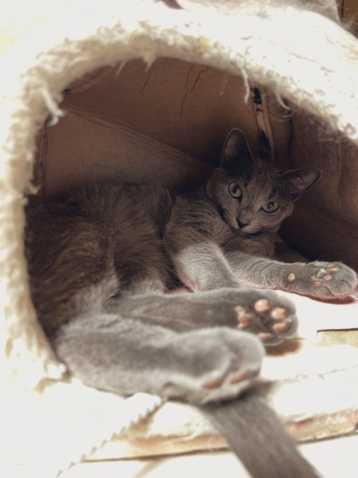 哀れな僕を見守る猫 