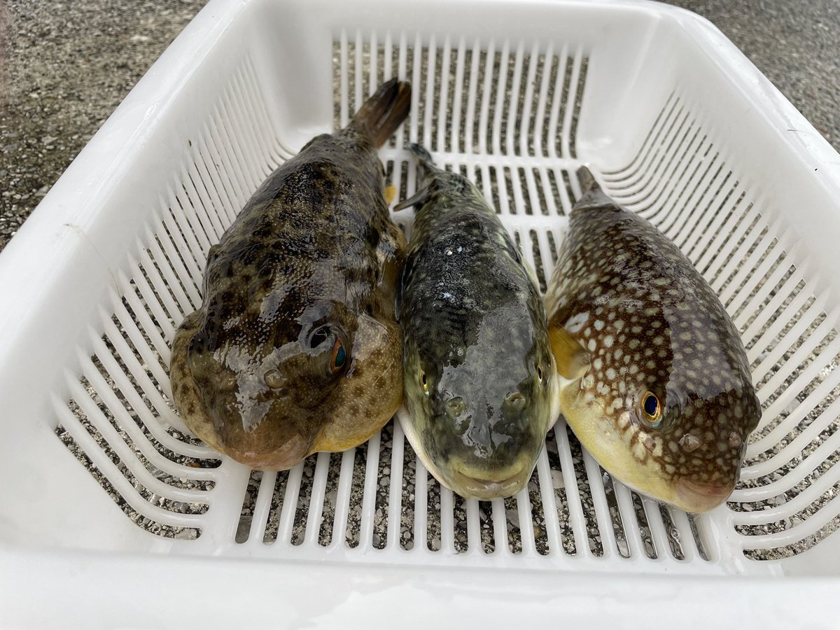 apple279656128's tweet photo. しぶしぶでした。本命ゼロ😭

ショウサイ0
コモン1
アカメ2
トラ1
キス1
カワハギ1
サバフグ多数 https://t.co/OxiSgo7itI
