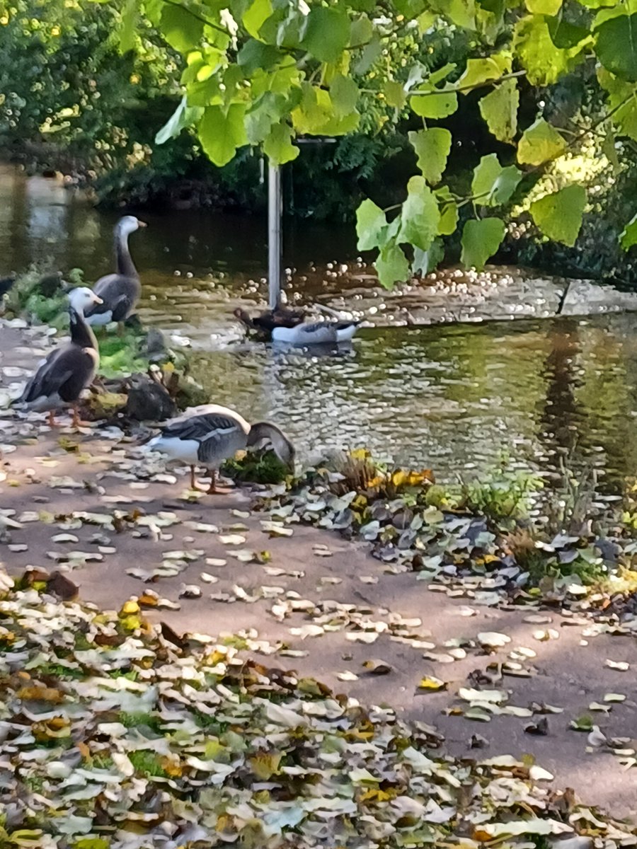 SlingsbyElaine's tweet image. #SpottedOnMyWalk #GetOutside #Dawlish #Devon
