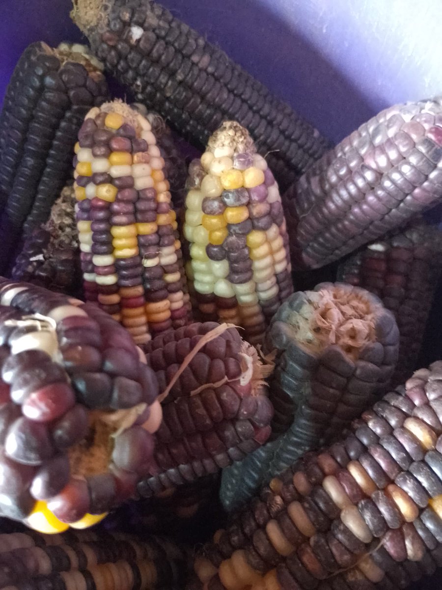 Susan Owiti1 (@owiti1susan) on Twitter photo Our seeds our heritage,our culture . We need to control our food systems and it needs to start with our seeds
#GMOFreeKenya
#FarmersSeeds
#October31Ruling
<a href="/PeasantsLeague/">Kenyan Peasants League</a> <a href="/1000currents/">Thousand Currents</a> @BlackFemFund <a href="/LVCSEAf/">La Via Campesina SEAf</a> <a href="/MVIWATA/">MVIWATA</a> <a href="/FundAgroecology/">Agroecology Fund</a> <a href="/nothilfe/">medico international</a> <a href="/sirJack51335075/">Sirjack</a> <a href="/CheseremGladys/">GLADYS CHESEREM</a> Our seeds our heritage,our culture . We need to control our food systems and it needs to start with our seeds
#GMOFreeKenya
#FarmersSeeds
#October31Ruling
<a href="/PeasantsLeague/">Kenyan Peasants League</a> <a href="/1000currents/">Thousand Currents</a> @BlackFemFund <a href="/LVCSEAf/">La Via Campesina SEAf</a> <a href="/MVIWATA/">MVIWATA</a> <a href="/FundAgroecology/">Agroecology Fund</a> <a href="/nothilfe/">medico international</a> <a href="/sirJack51335075/">Sirjack</a> <a href="/CheseremGladys/">GLADYS CHESEREM</a>