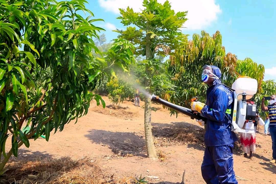 diharagirimana's tweet photo. DID YOU KNOW THAT! When people come into contact with large quantities of pesticide, the result may be acute poisoning or long-term health effects that may include cancer and adverse effects on reproduction.
#FarmingLesson #FarmWithArt https://t.co/6rsaV6wnit
