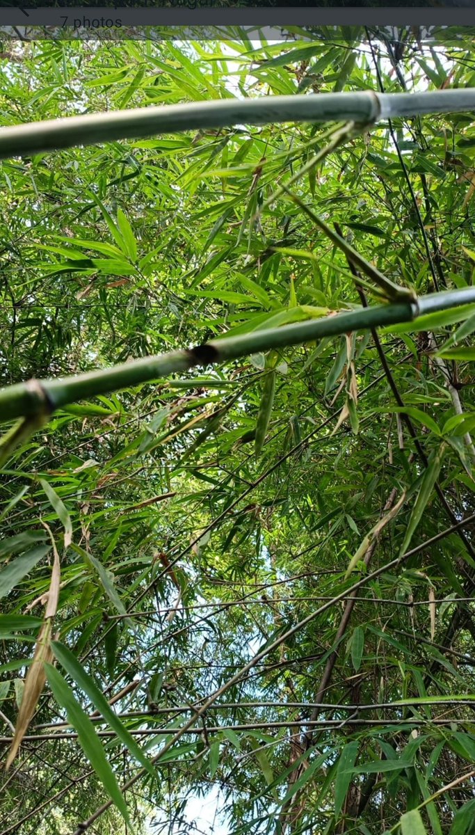 TG_NPDCL's tweet image. #TGNPDCL :: #Sirpurkagaznagar

🏆🥇.. TGNPDCL SirpurKagarNagar staff working relentlessly in providing #uninterrupted power supply to all their #consumers.

🏆🥇.. Everyday they are facing many chalenges like; abnormal #Weather conditions, #forest plantation, especially the fast