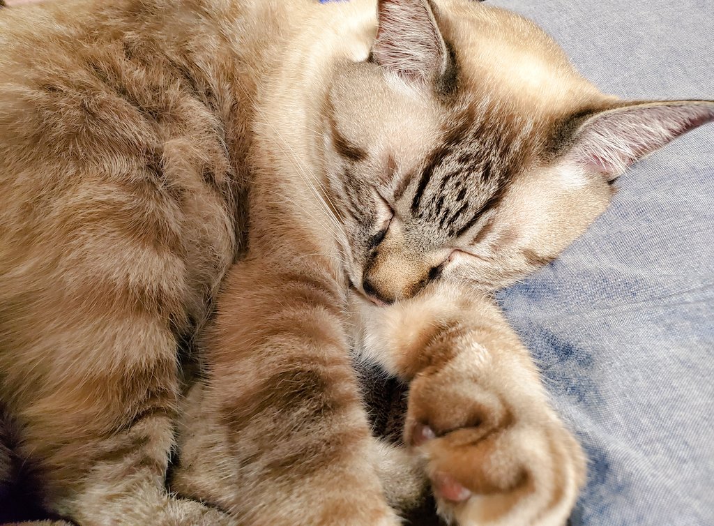 yu_atomato2's tweet photo. 寒くなると布団から出れない理由😇❤ずっと吸ってたい… https://t.co/NF41KMnewS