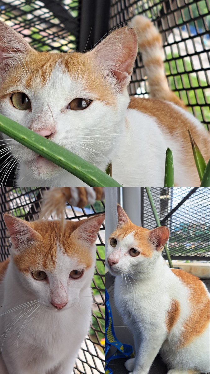 Hi korang! Budak ni kitaorang rescue dekat ofis selalu bagi makan semua. Nak cari adopter untuk budak ni sebab dye jenis manja gila so deserve someone who can give best care!

Area : Sg. Besi
+60166122017