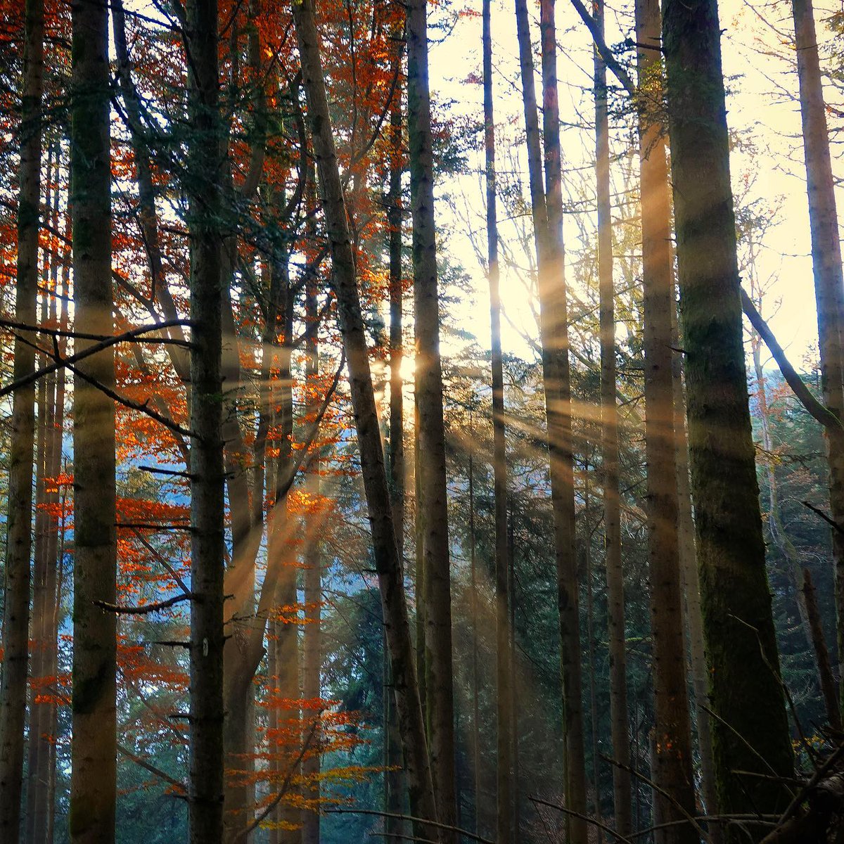 Lysianne__'s tweet image. À nos collines
 
mots bosselés
paumes dociles
ce qui nous distingue
ce qui nous assemble
ce sont nos pentes

Jacques Goorma, À, Hommages, 
Éditions Arfuyen, 2017

Photo Damien Tabet
