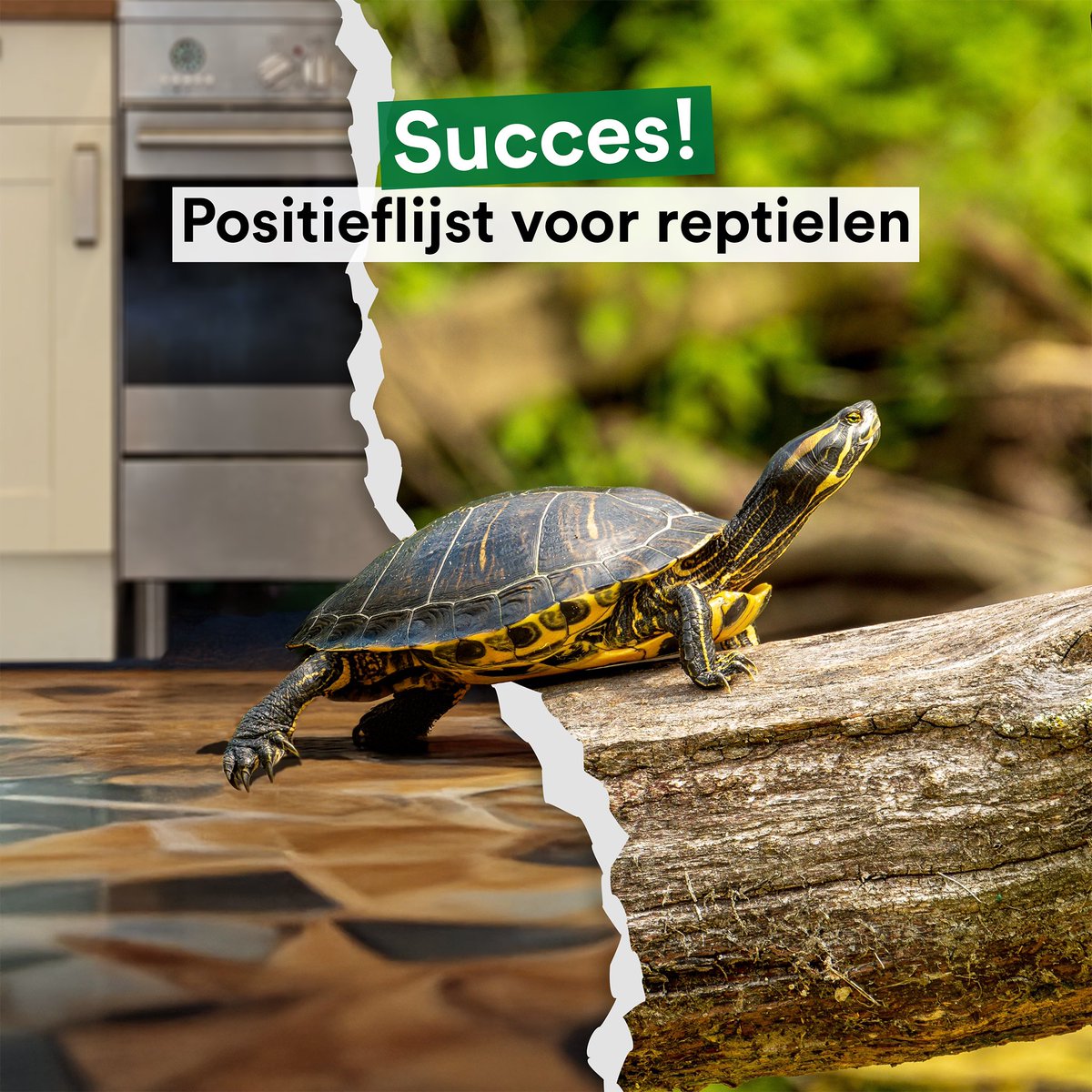Fantastisch nieuws! Weet je nog dat wij op dierendag de aandacht vroegen voor de schildpadden? Dit heeft gewerkt: er komt een positieflijst voor reptielen 💚🦎

De dieren die niet op deze lijst staan, mogen niet meer gekocht, gehouden, verkocht en gefokt worden.