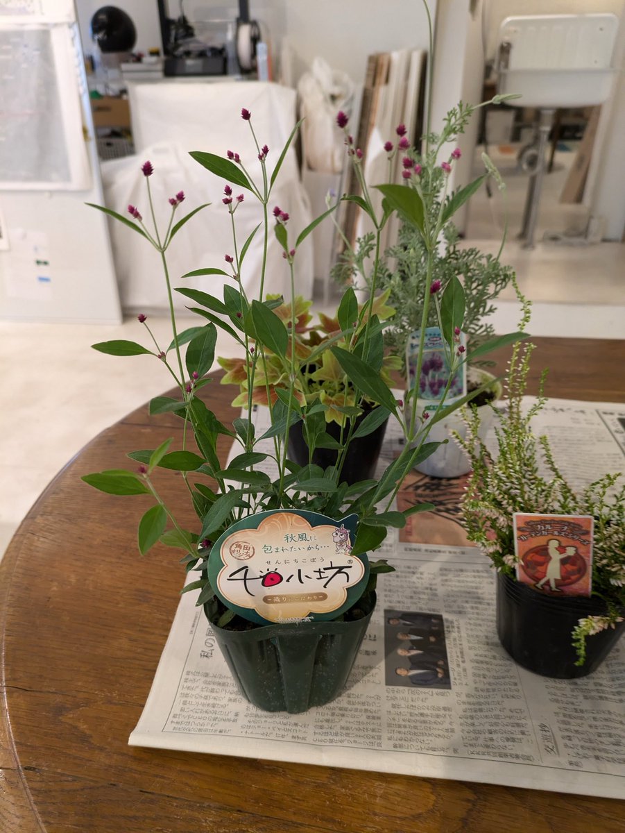 OttOdesign_2016's tweet photo. 明日植える
秋植えの子たち
10/28 9:30-
#かみいたね #上板橋 #上板橋駅前 #プランターお手入れ #landscape #ランドスケープ #ottodesign #オットーデザイン https://t.co/UxGbU1RZQk