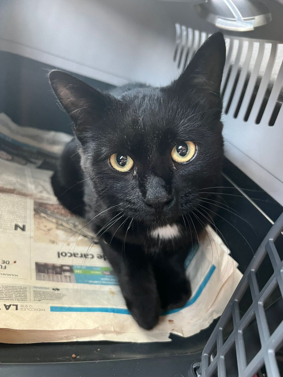 Vuelven los abandonos de fin de semana 😭
Ayer tarde dejaron este transportin en un punto de alimentación de nuestras colonias
Macho de 6 meses, dócil, casero y cariñoso
Tiene acogida temporal, buscamos adopción responsable
📩 info@catmur.es📱626925223
Si difundes lo ayudarás 🙏