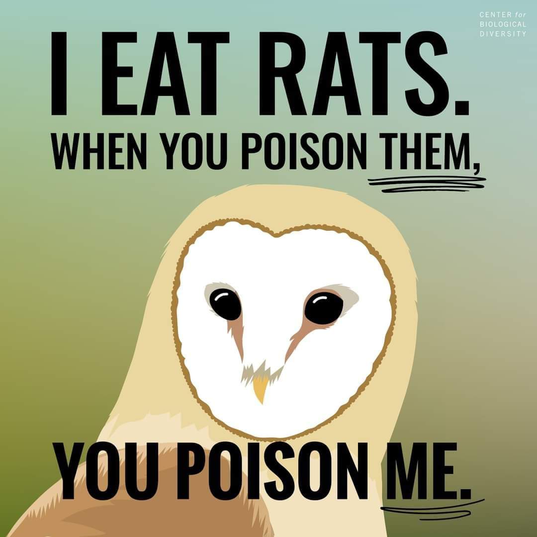 Poison is Leathel &amp; Lazy. It goes into the chain and affects all sorts of wildlife 🦊 🦔 🦉 &amp; even our pets 🐶 .
It's also used unnecessarily most of the time.