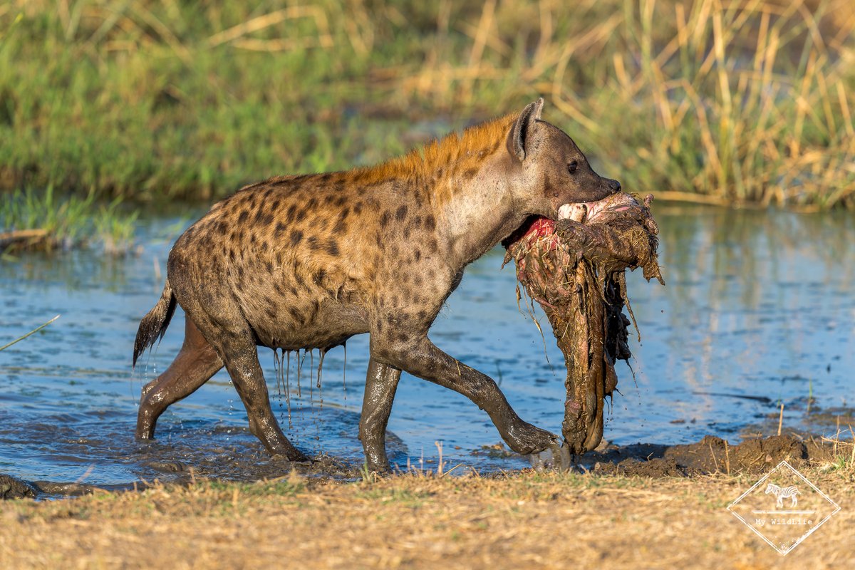 BlogMyWildlife's tweet image. Guide de la Sabi Sand Game Reserve : tous les conseils pour réussir votre safari dans la réserve la plus réputée d'Afrique du Sud (quand y aller, où dormir, quels animaux voir...) my-wildlife.com/guide-de-la-sa… 🦁🐘🐆

#safari #sabisand
