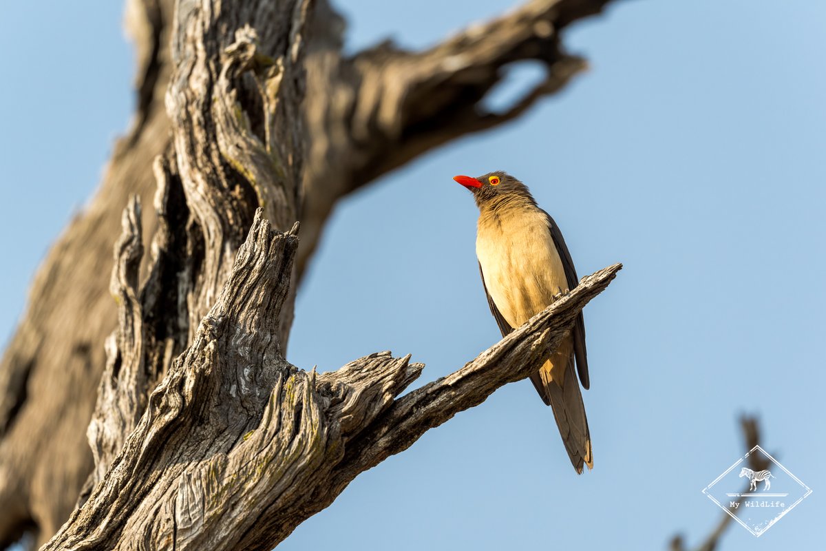 BlogMyWildlife's tweet image. Guide de la Sabi Sand Game Reserve : tous les conseils pour réussir votre safari dans la réserve la plus réputée d'Afrique du Sud (quand y aller, où dormir, quels animaux voir...) my-wildlife.com/guide-de-la-sa… 🦁🐘🐆

#safari #sabisand