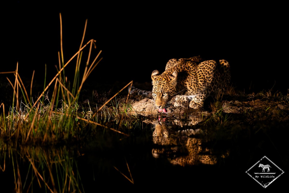 BlogMyWildlife's tweet image. Guide de la Sabi Sand Game Reserve : tous les conseils pour réussir votre safari dans la réserve la plus réputée d'Afrique du Sud (quand y aller, où dormir, quels animaux voir...) my-wildlife.com/guide-de-la-sa… 🦁🐘🐆

#safari #sabisand