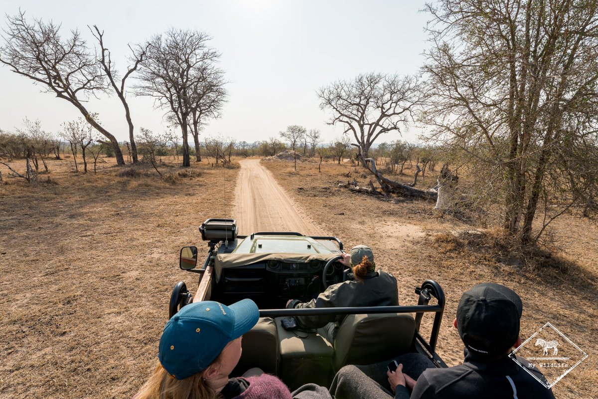 BlogMyWildlife's tweet image. Guide de la Sabi Sand Game Reserve : tous les conseils pour réussir votre safari dans la réserve la plus réputée d'Afrique du Sud (quand y aller, où dormir, quels animaux voir...) my-wildlife.com/guide-de-la-sa… 🦁🐘🐆

#safari #sabisand