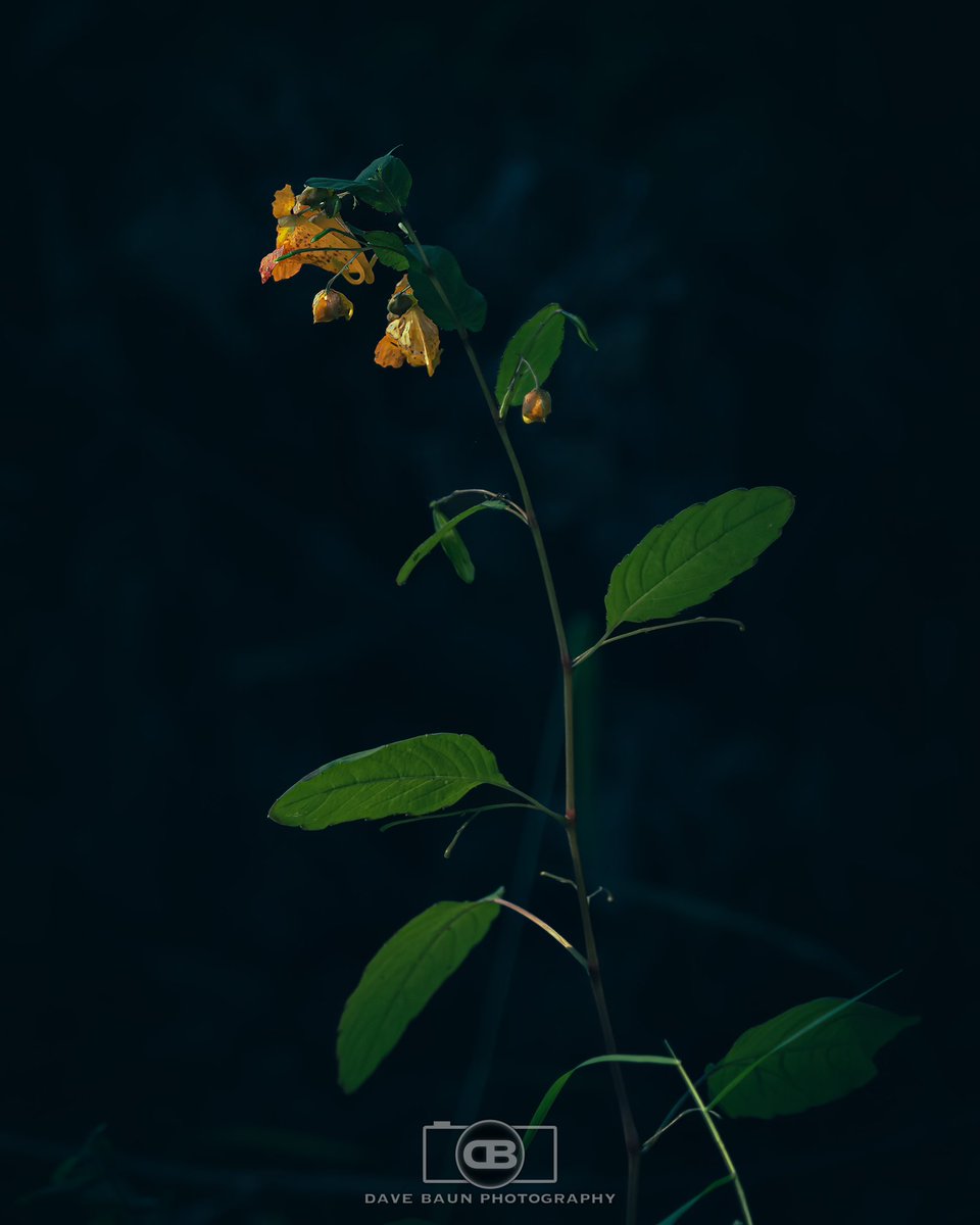 dBaunPhoto's tweet image. I think this is called a Touch-Me-Not. I came across it while exploring in western Pennsylvania just before sunset. 

Olympus OM-1
M.Zuiko 40-150 2.8 Pro
+MC-14 TC

70 mm | 1/1000 sec | F 4.0 | ISO 320

#Flowers
#TouchMeNot
#Impatiens
#JacksonCenter
#Pennsylvania
#OMSystem
#OM1