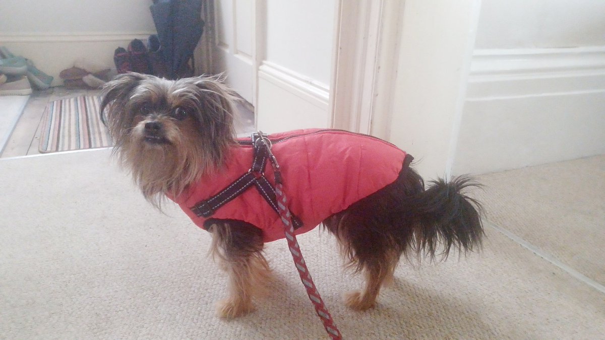 Jobaldwintrott's tweet image. Me and Nala are enraptured by listening to @audible_com  #sophiefromromania @ruskin147 
Nala wonders if Sophie likes walking with other dogs, and if that encourages her to walk?
For Nala, we just say &apos;Maka&apos; which is her fave cafe she will hot foot it to (for treats naturally!)