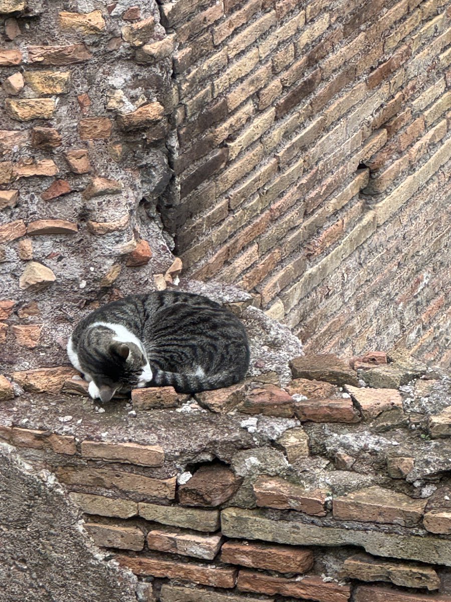 ThomasCoward3's tweet photo. Cats of Largo di Torre Argentina https://t.co/e6rwBRLdXc