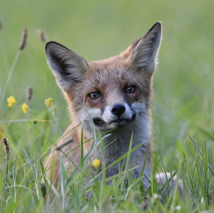 Chris Packham tweet media