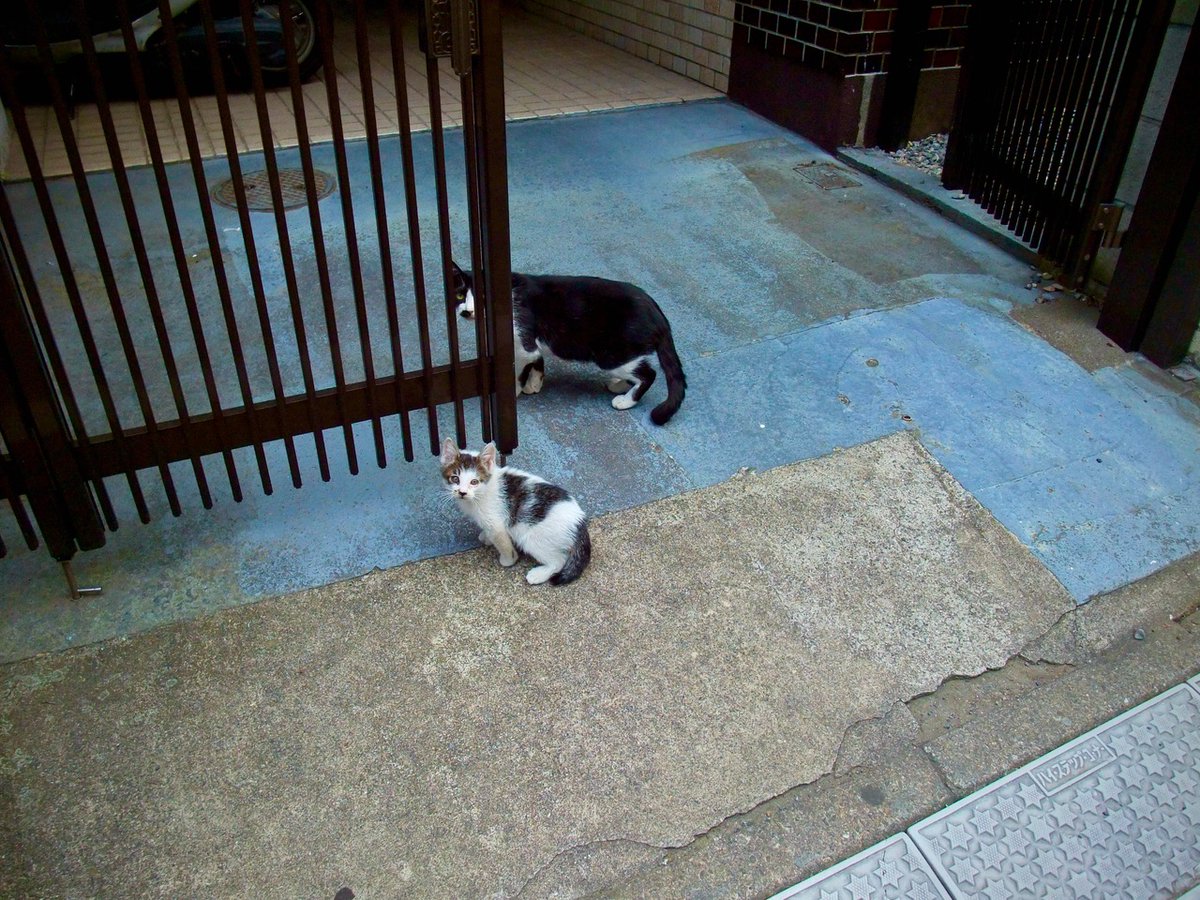 R3dYJFlmC93Cvni's tweet photo. [#シンにっぽん劇場写真帖 // Photo exhibition at X]

No.327

Photo by ©Gh0stWasMe
all rights reserved

#猫の親子 (多分) #百人町 #新宿 #東京 #スナップ写真
#cats #ParentsAndChildren #InPairs #Shinjuku
#Tokyo #streetphotography https://t.co/BT3UrSTXCH