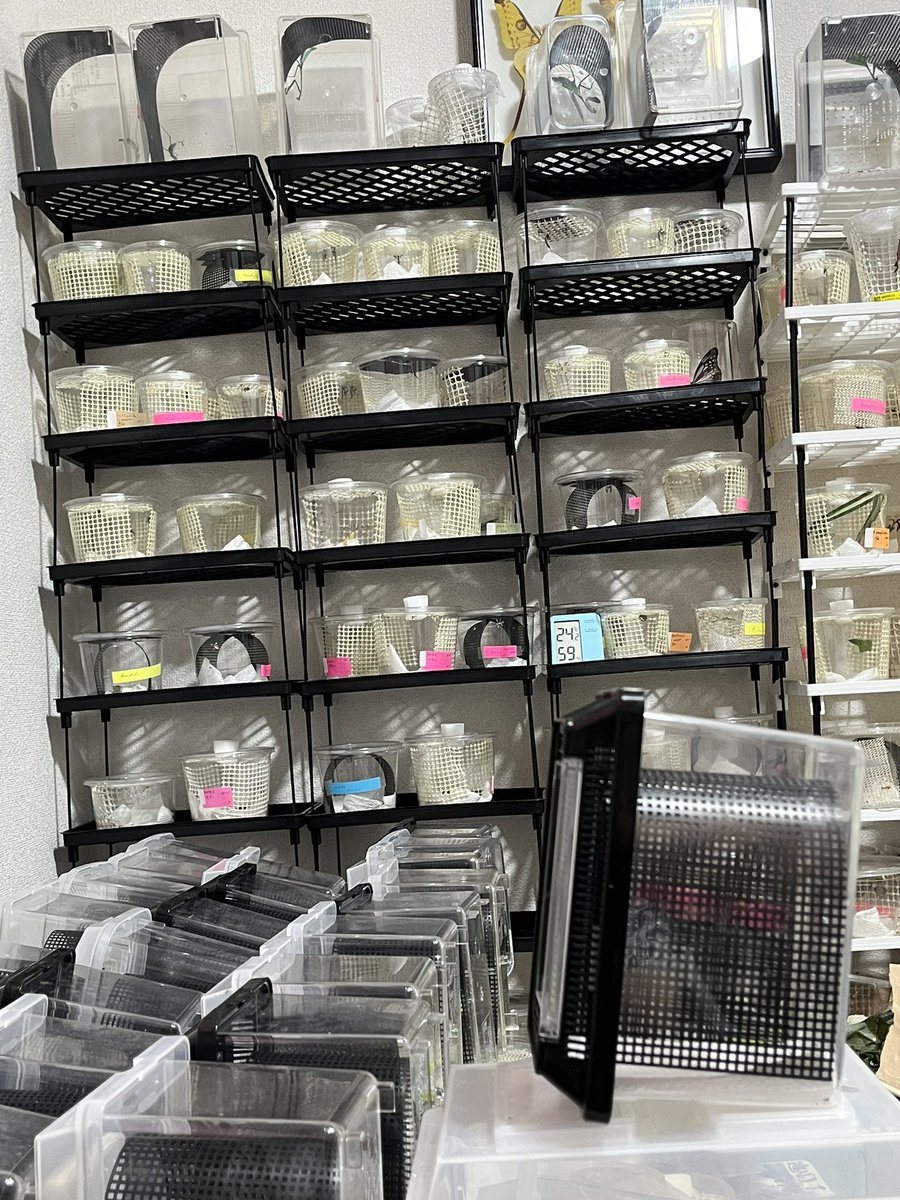 KazuyaYumoto's tweet image. full of one way love to mantid.😅

溢るるカマキリへの偏執。

#カマキリ　#mantids