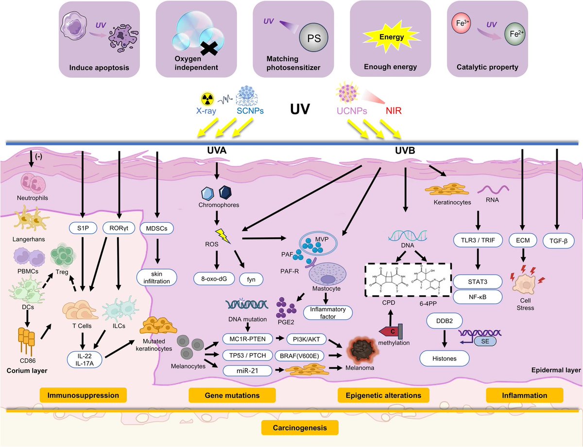 heniek_htw's tweet image. #Ultraviolet (UV) radiation: a double-edged sword in #cancer development and therapy
link.springer.com/article/10.118…