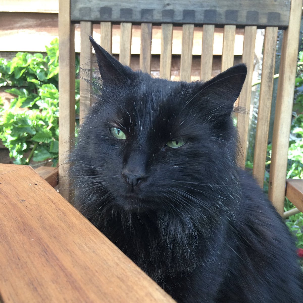 e17catsitter's tweet photo. Happy National Black Cat Day! Today is also Waylon’s Coming Day=the day we adopted him… #nationalblackcatday #blackcats https://t.co/yK5Bh44kAW
