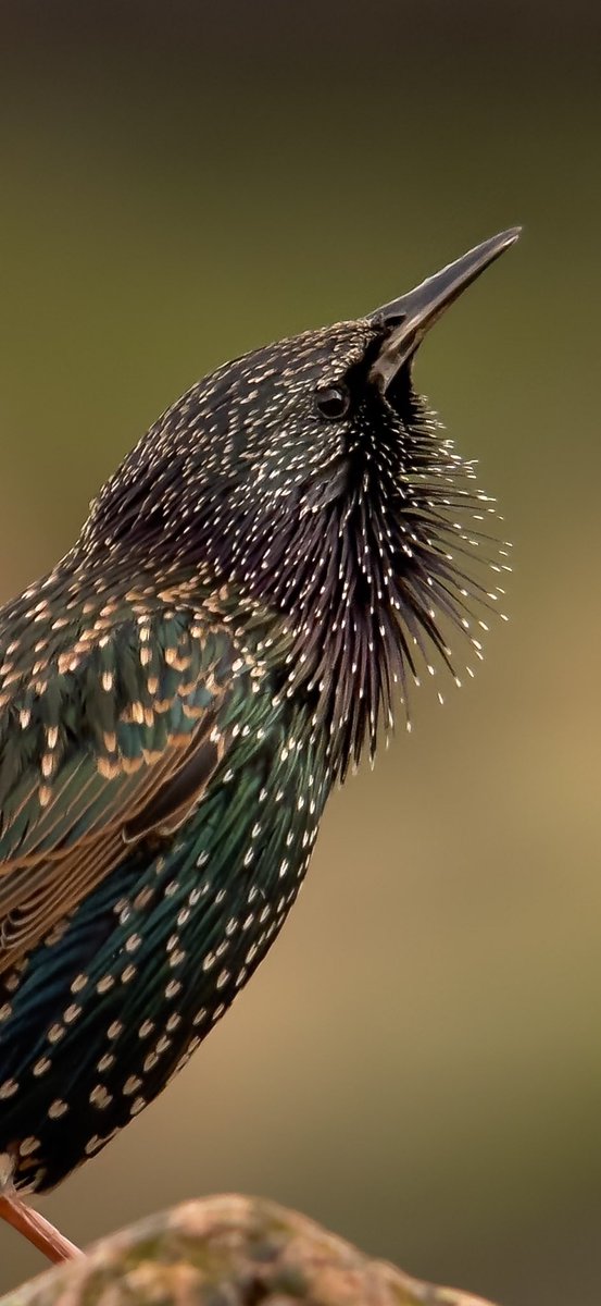 Tap screen twice for full view 😊

Who knew the humble starling could look this amazing ? ! 😳 #phonescoping #kowascoping #benrouk #iphone15promax #varioadapter #phonescoper <a href="/KowaOptics/">Kowa Sporting Optics</a> @Benro_UK <a href="/Apple/">Apple</a>