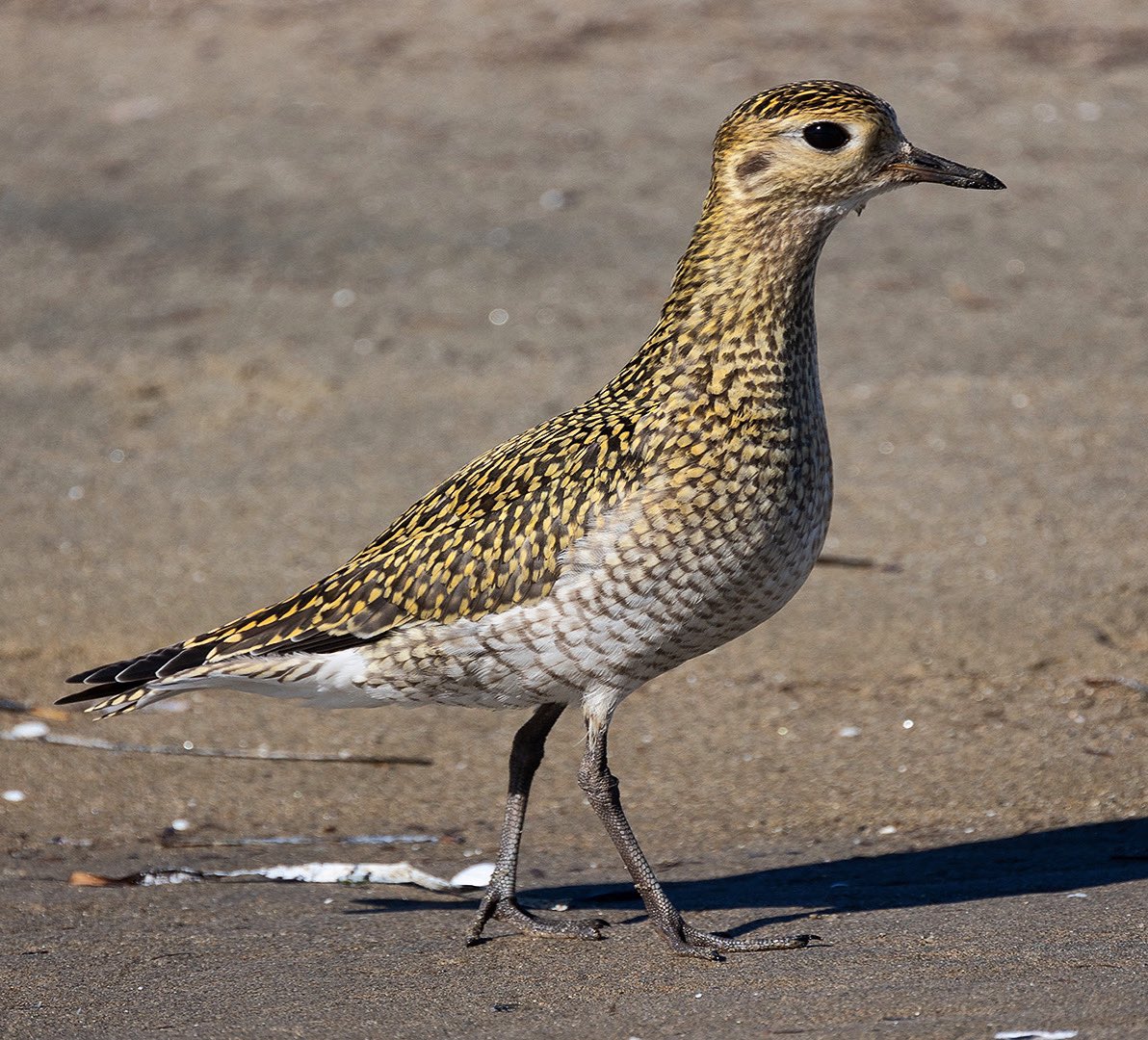 Altın Yağmurcun» Pluvialis apricaria » European Golden Plover. Kumkale, Çanakkale 2024
#çanakkale #kumkale #trakus #pluvialisapricaria #europeangoldenplover #canonphotography #canonr6 #wildlifephotography #wildlife #birdphotography #birdwatching #bird
