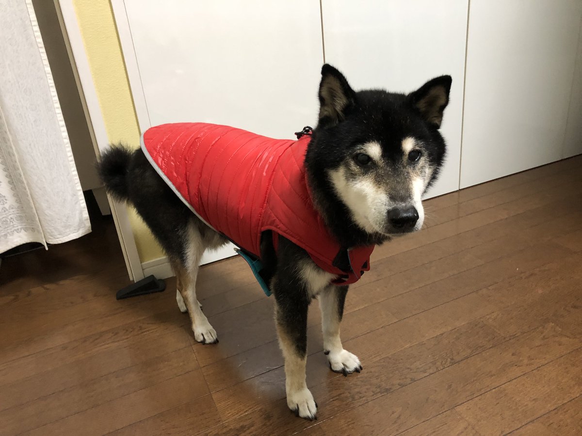 swnswnk's tweet photo. もう涼しいのに冬毛が追いつかないのでダウン装着。 #こたつ氏 #柴犬 https://t.co/smjx9kBMgw