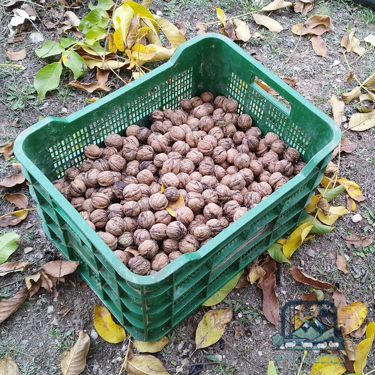 📸 Temporada de frutos secos, tiempo de nueces. 🧑🏻‍🌾🦯🌰

📍Cortijo La Vidriera. Caravaca de la Cruz. Región de Murcia.

🏷️ <a href="/agropopular/">AGROPOPULAR</a> <a href="/7murciaconecta/">Murcia Conecta</a> <a href="/EspNaturalesMur/">Espacios Naturales Región de Murcia</a> <a href="/ProductosRegMur/">Productos de la Región de Murcia</a> <a href="/caermurcia/">CAERM</a>