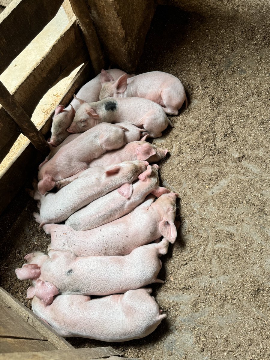 Eagle_Farmltd's tweet image. Blessed Sunday farmers 🙏
#piggeryfarming
#livestockfarming
#womeninagriculture
#buyfromyouth