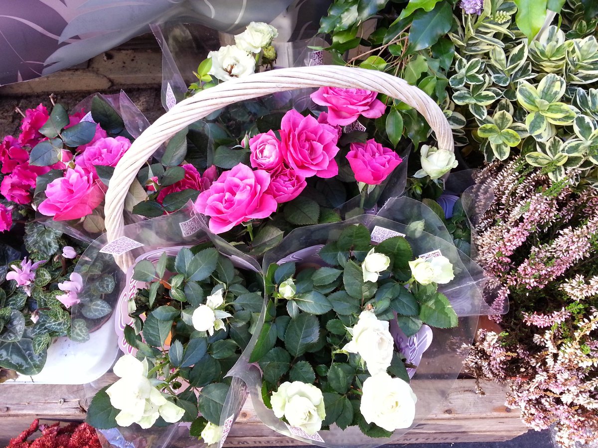 PatriciaEmburey's tweet photo. Happy Sunday! :) https://t.co/a0LSnB7qsi