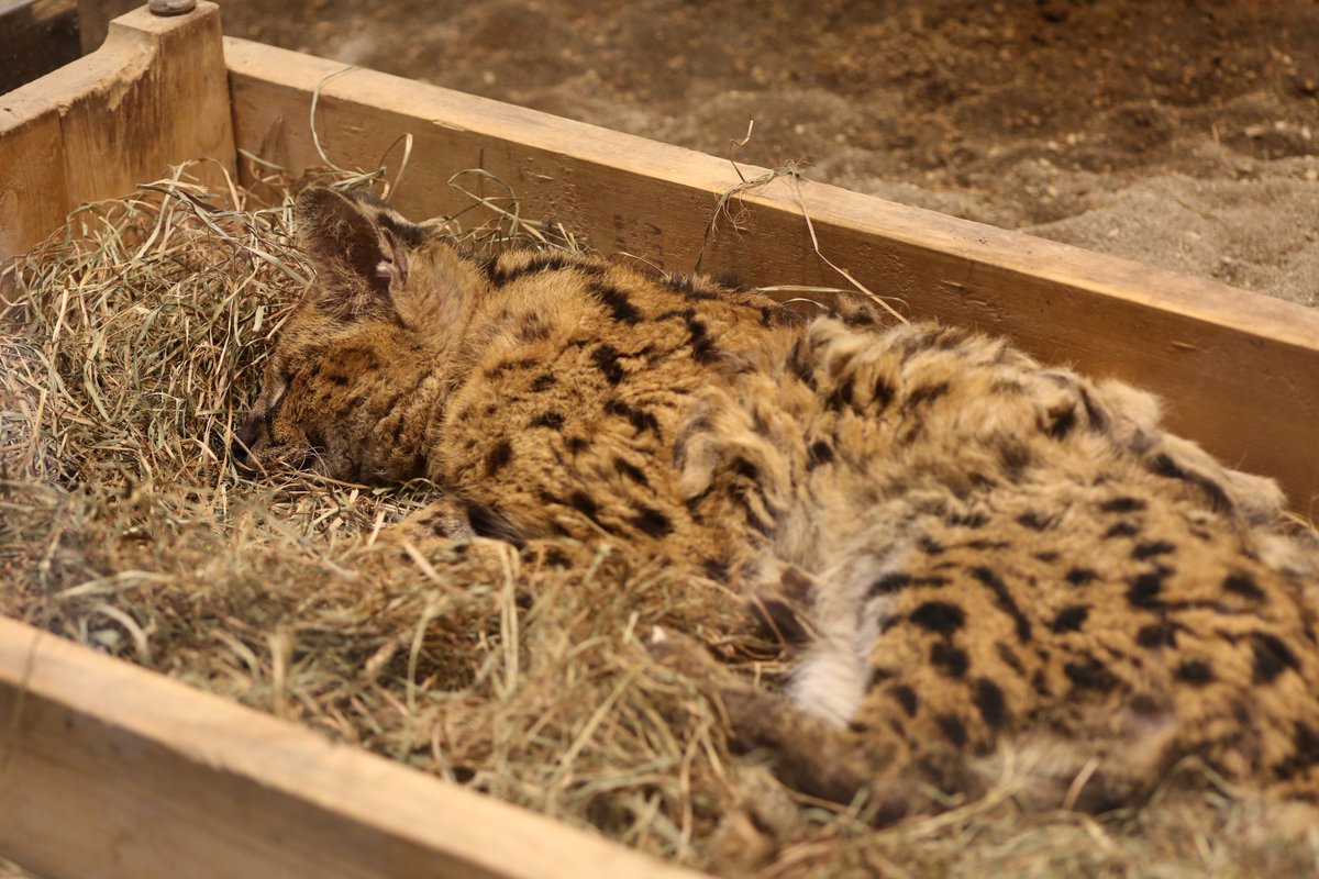 サーバルキャット