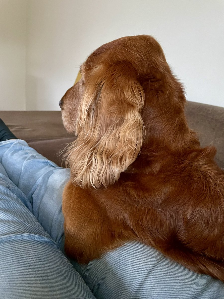 Olliethecocker's tweet photo. Chillin’ with hooman watching telly 🧡 https://t.co/YNre8JNinV