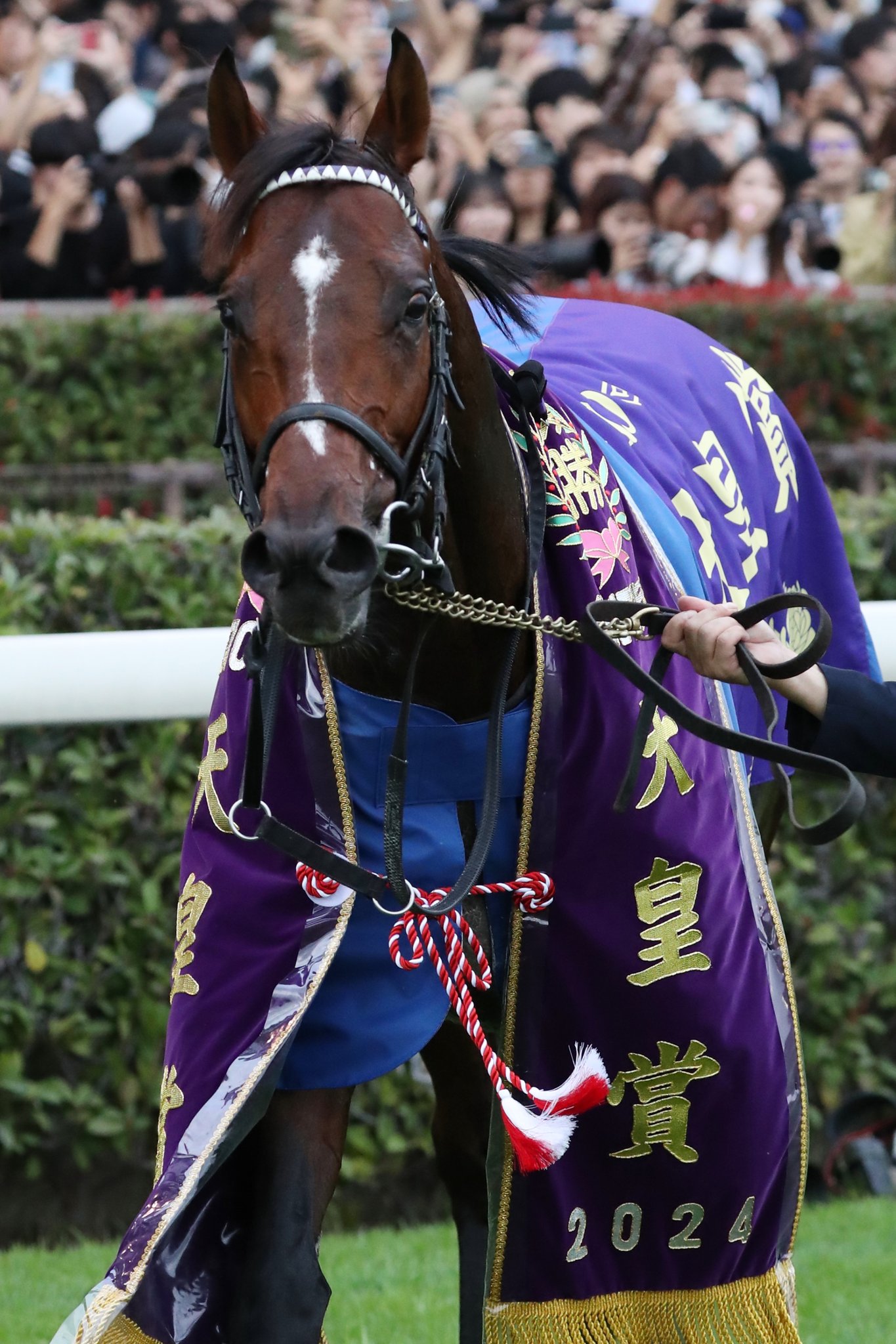 JRA-VAN公式 on X: 