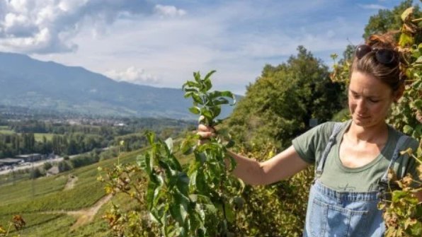 MorizurC's tweet photo. A la Une de "La Revue de la Z'maine"de PrendreParti : 120 footballeuses dénoncent le partenariat entre la FIFA et le géant saoudien du pétrole et du gaz, 1 300 arbres plantés au milieu des vignes par tout un village savoyard, Shaka Ponk tourne une page … https://t.co/WtomDxhi5F https://t.co/Iiy7UY6VPd